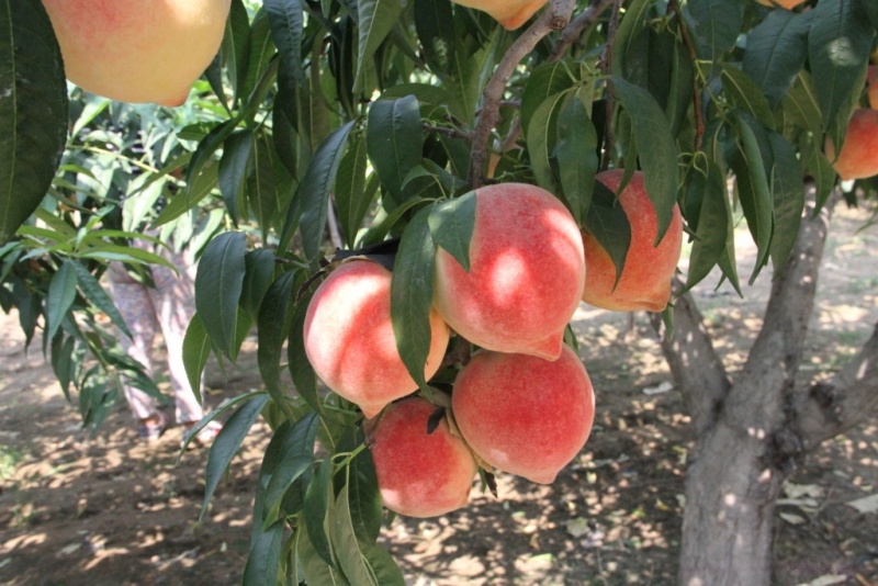 11827306_092316235081_2_副本